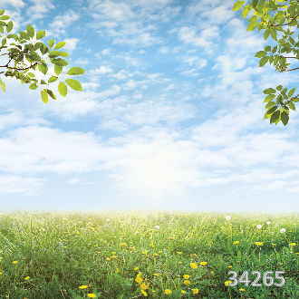 Поле одуванчиков